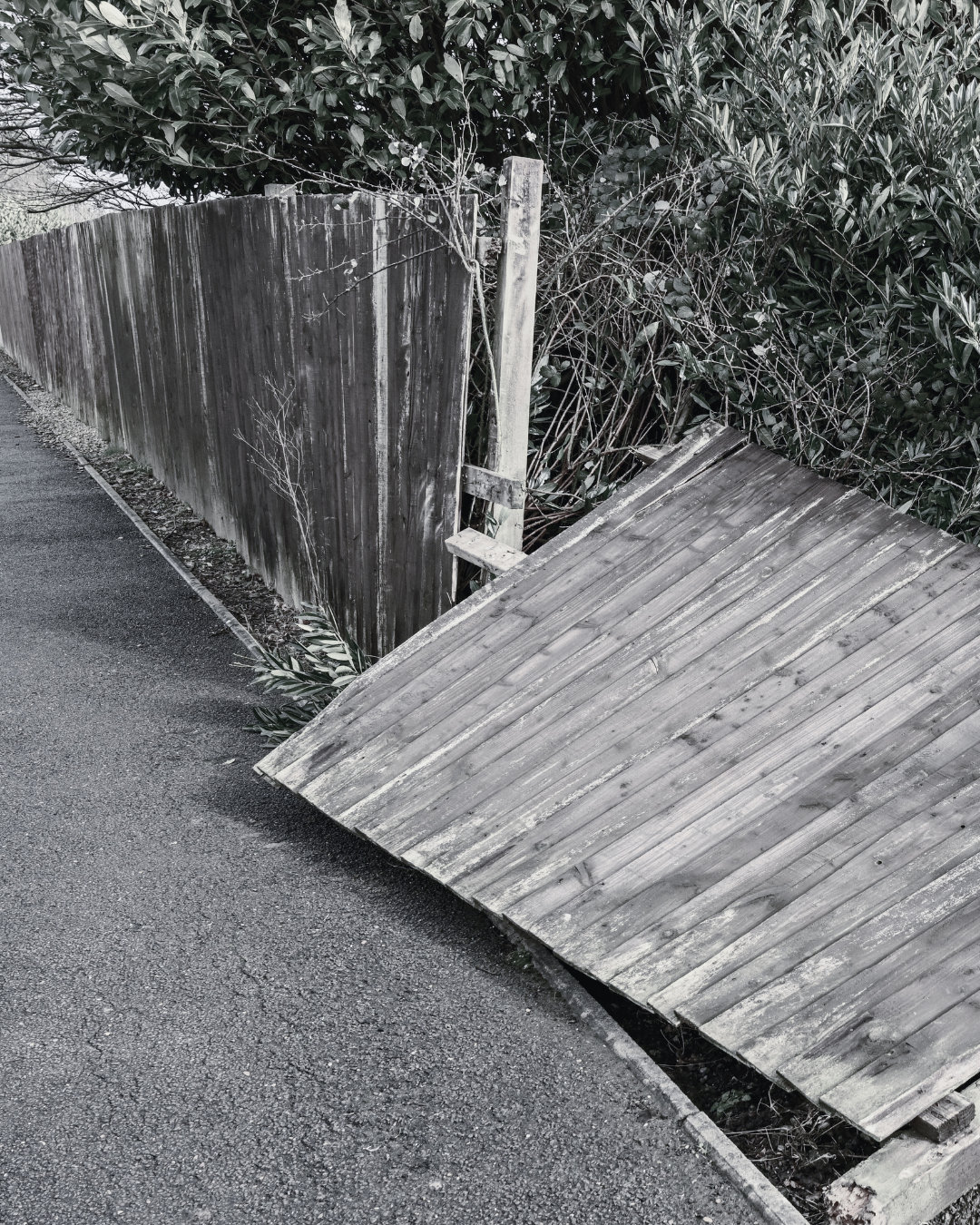 A black and white image of a blown down garden fence with trees and bushes behind it